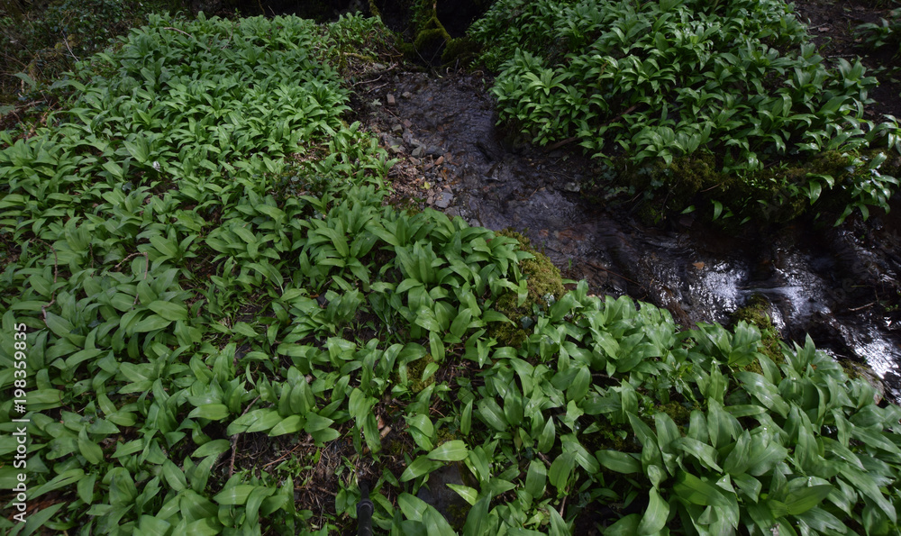 Wild garlic by a Cornish stream Wild garlic by a Cornish stream