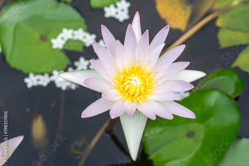 Lotas 蓮華 花 ロータス はす Stock Photo Adobe Stock Lotas 蓮華 花 ロータス はす Stock Photo Adobe Stock