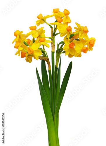 Fototapeta Naklejka Na Ścianę i Meble -  Narcissus flowers in a bouquet