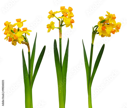 Set of narcissus flowers