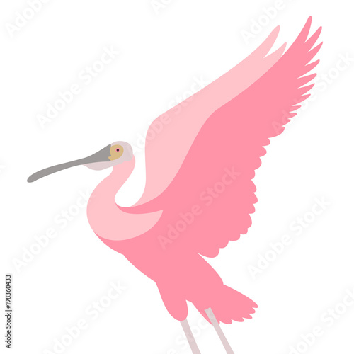 Tableau sur toile roseate spoonbill bird vector illustration flat style