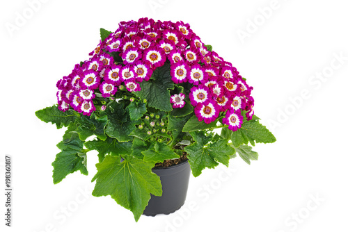 Purple cineraria flowers in plastic pot photo