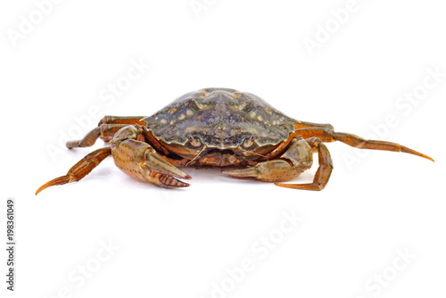 Live crab on a white background.