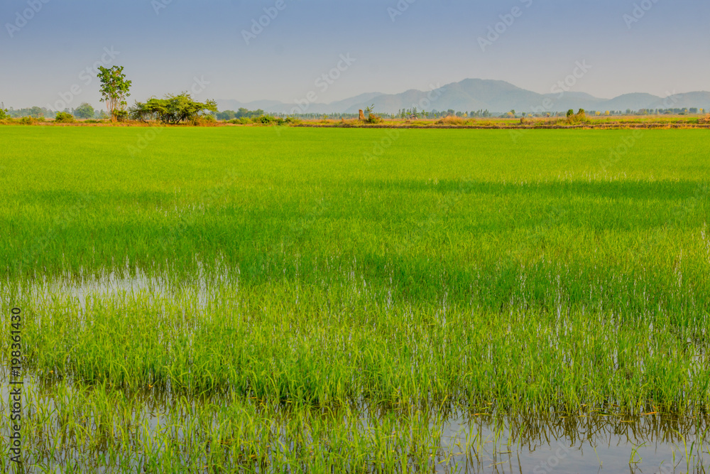 Beautiful rice field before sunset in Kanchanaburi Thailand