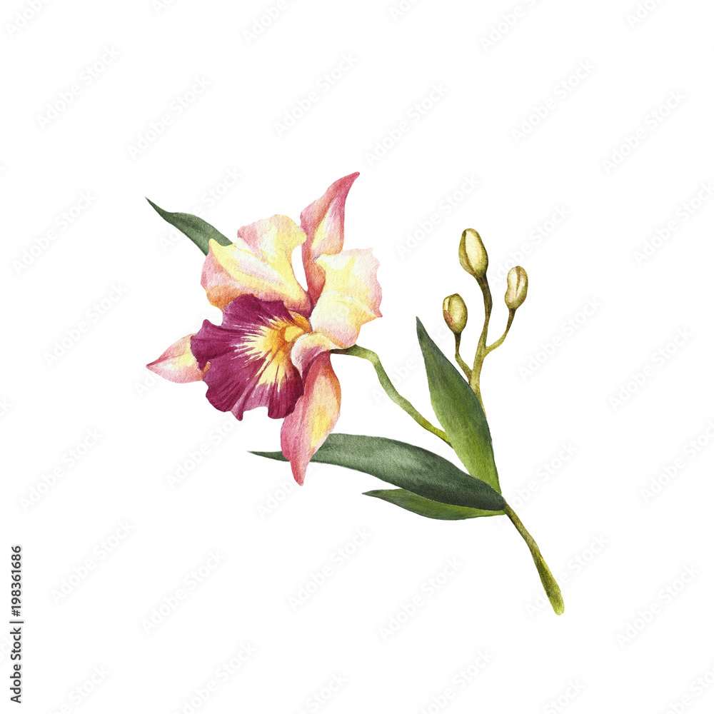 Naklejka premium Image Orchids flowers. Hand draw watercolor illustration.
