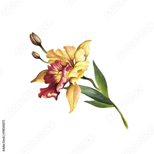 Image Orchids flowers. Hand draw watercolor illustration.