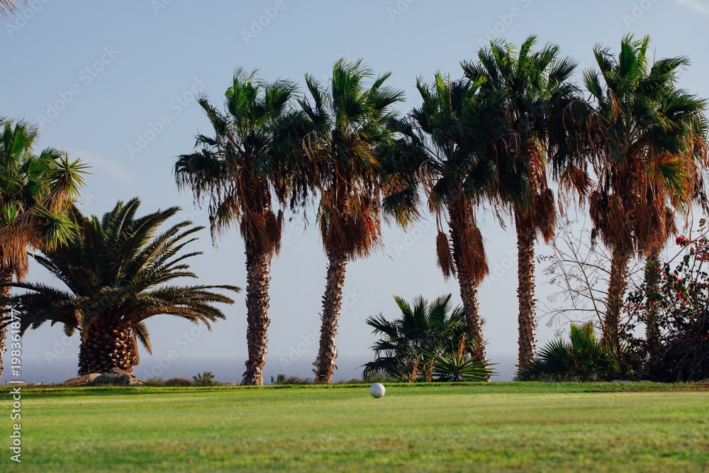 golf course with palm trees