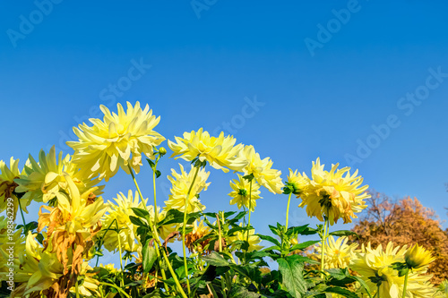 Fototapeta Naklejka Na Ścianę i Meble -  Dahlia in autumn