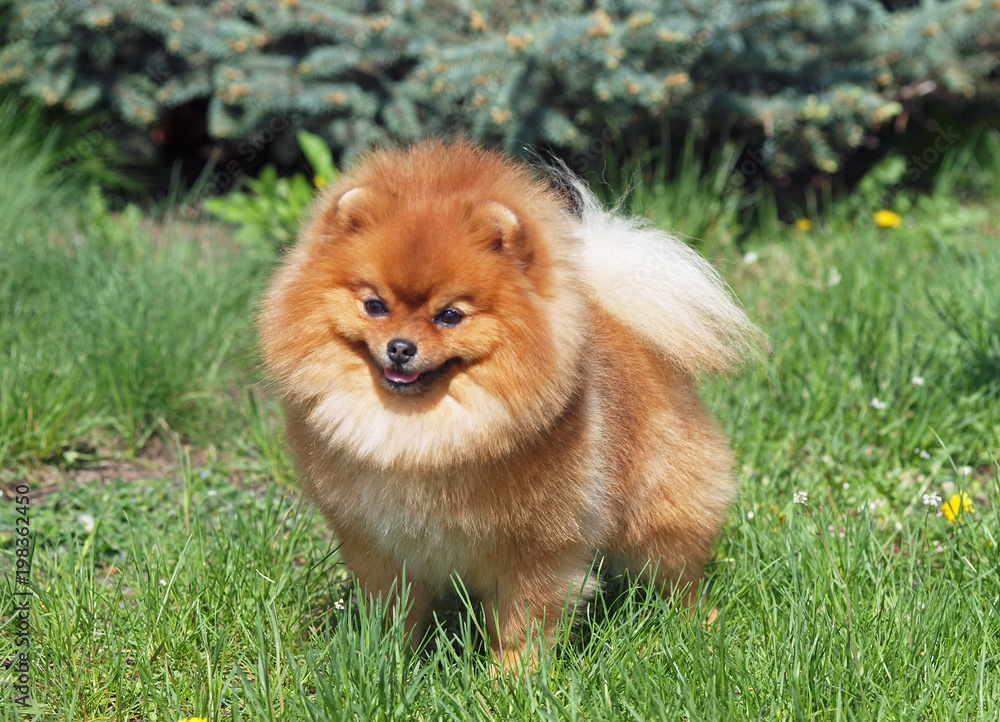 Portrait of the Pomeranian spitz dog on a green lawn