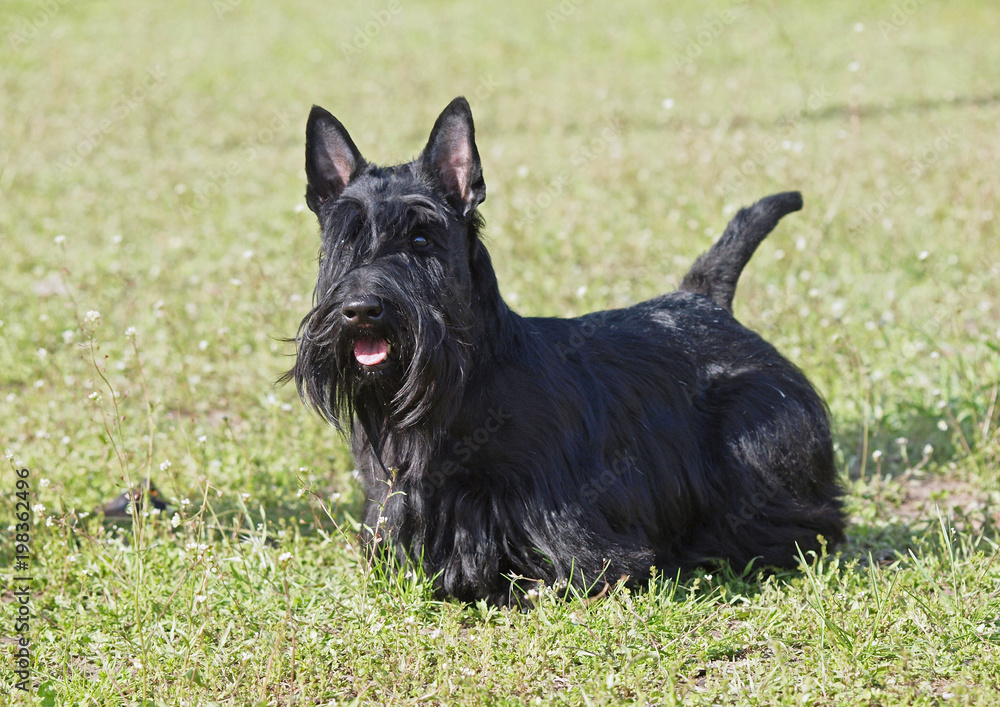 Portrait of the Scottish terrier on a natural green background Portrait of the Scottish terrier on a natural green background