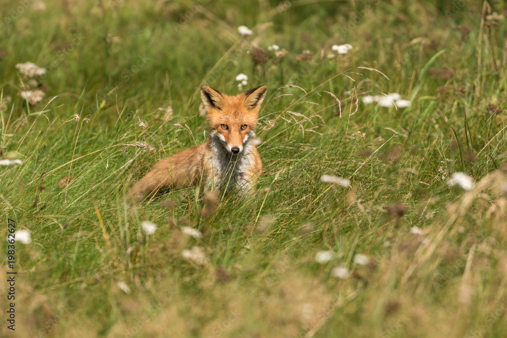 A horizontal portrait of a red fox sitting in a field of grass surrounded by white flowers. A horizontal portrait of a red fox sitting in a field of grass surrounded by white flowers.
