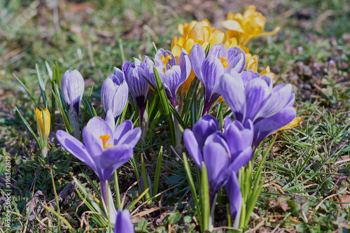 Crocusses in a park in the middle of munich