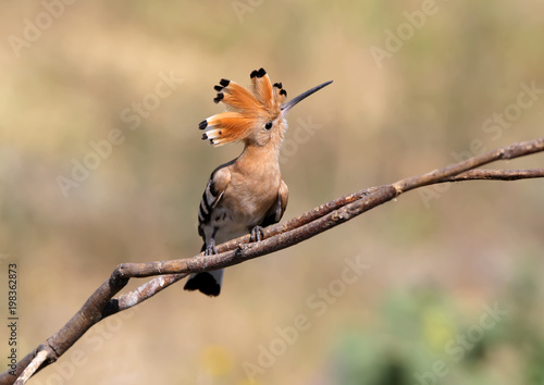 Close up photo a hoopoe sits on a diagonale branch on blurred background © VOLODYMYR KUCHERENKO