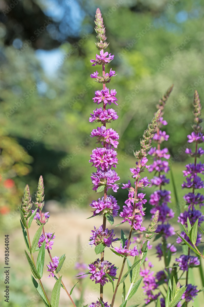 Obraz premium Gewöhnlicher Blutweiderich, Lythrum salicaria