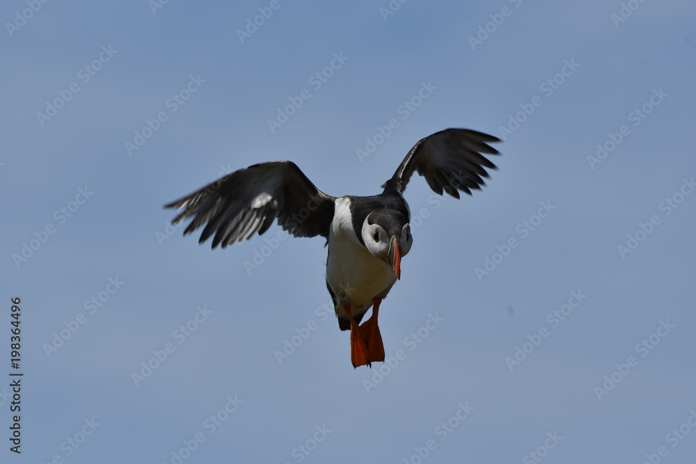 Obraz premium Pied Kingfisher