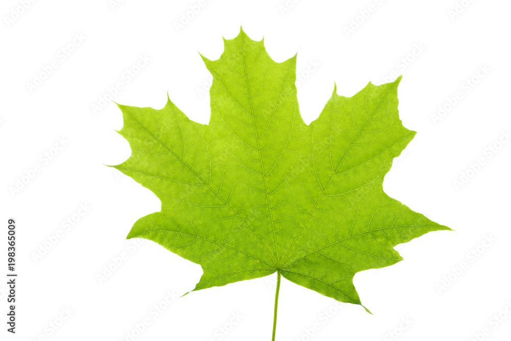 Green maple leaf Green maple leaf