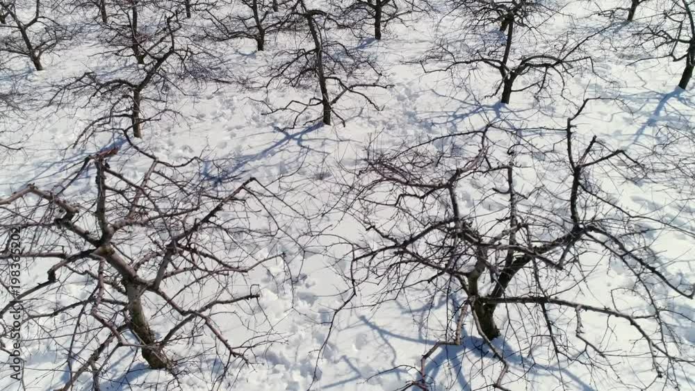 Aerial ascending view of apple trees in the snow with pockmarks around trees showing they have been recently pruned. Aerial ascending view of apple trees in the snow with pockmarks around trees showing they have been recently pruned.