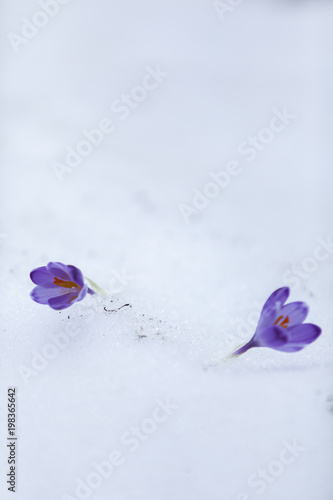 Crocus flowers on the first days of spring