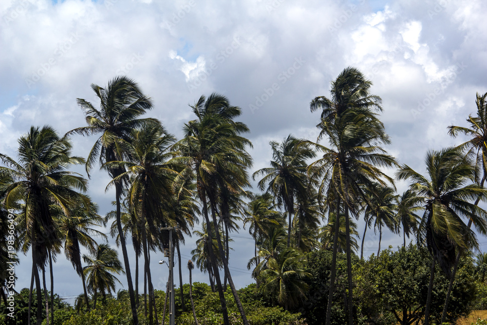 coconut tree ceara brazil