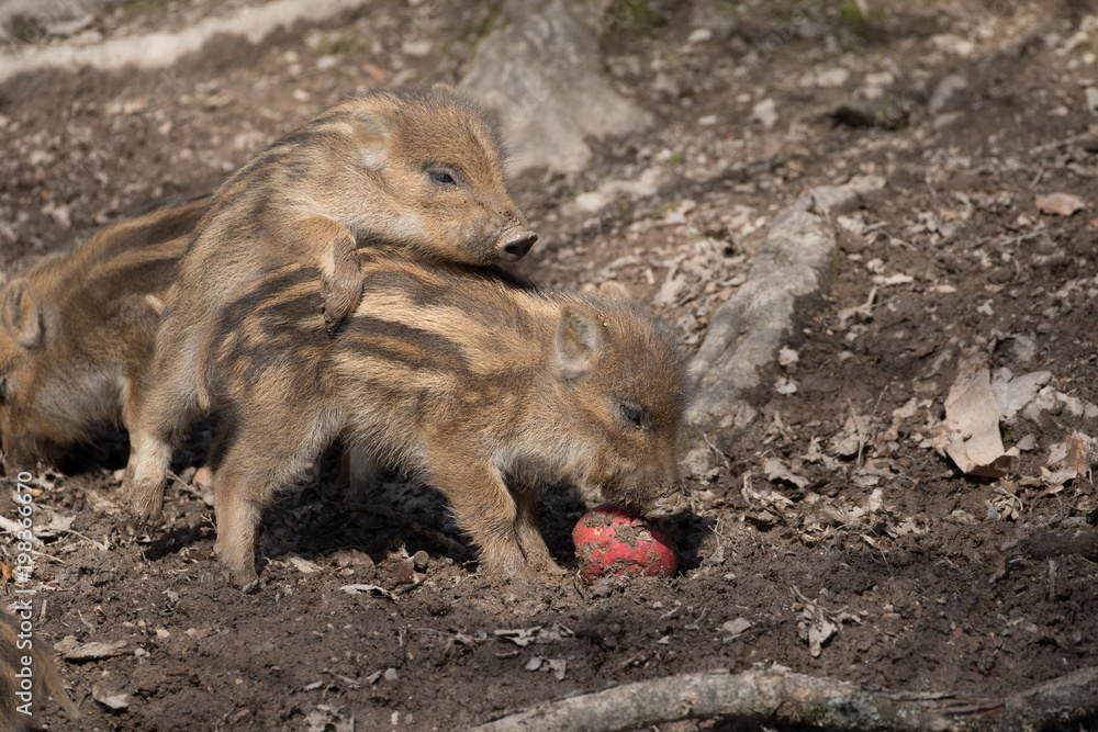 Zwei Frischlinge mit einem Apfel in einem Gehege im Wildpark Zwei Frischlinge mit einem Apfel in einem Gehege im Wildpark