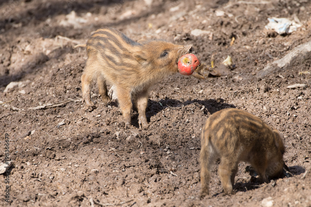 Zwei Frischlinge mit einem Apfel in einem Gehege im Wildpark Zwei Frischlinge mit einem Apfel in einem Gehege im Wildpark
