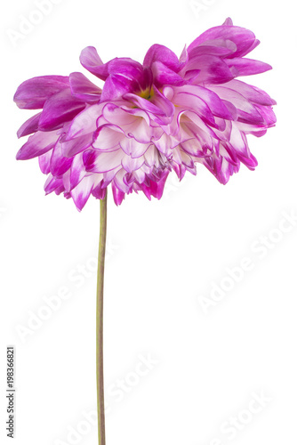Fototapeta Naklejka Na Ścianę i Meble -  dahlia flower isolated