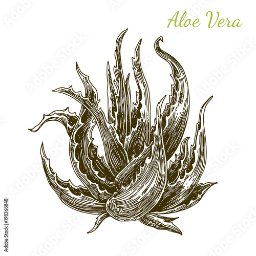 Aloe vera plant. Engraving style. Vector illustration.