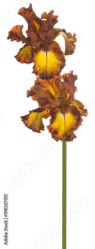 Fototapeta Naklejka Na Ścianę i Meble -  iris flower isolated