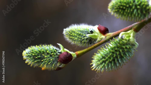 Pussy Willow-Salix cinerea on wind - (4K) photo