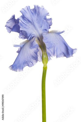 Fototapeta Naklejka Na Ścianę i Meble -  iris flower isolated