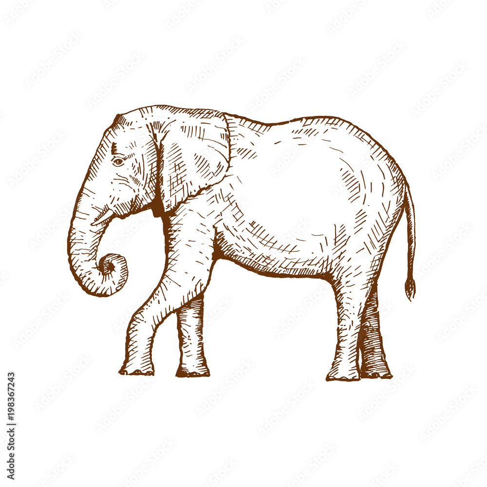 Obraz premium Hand drawn elephant. Sketch, vector illustration.