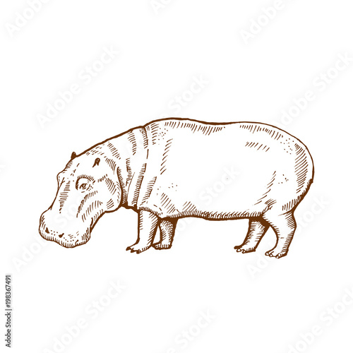 Hand drawn hippo ( hippopotamus, behemoth ). Sketch, vector illustration.