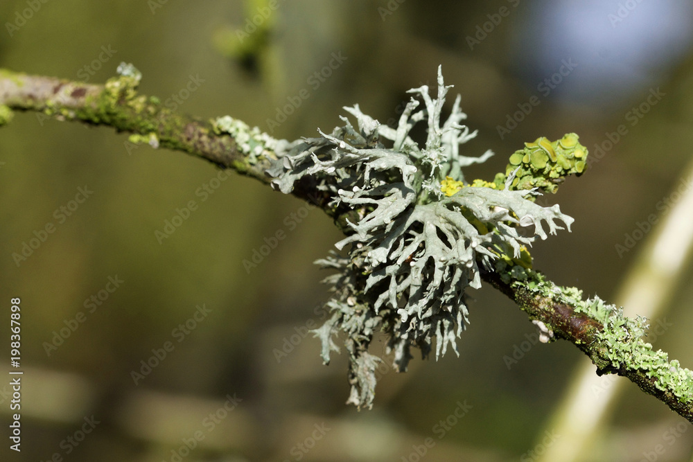 Evernia and Xanthoria lichen growing on tree branch Evernia and Xanthoria lichen growing on tree branch
