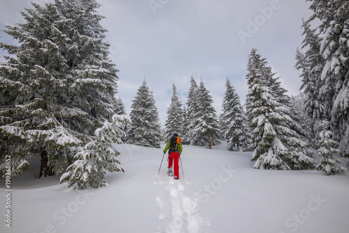 Adventurer is walking in snowshoes among huge pine trees