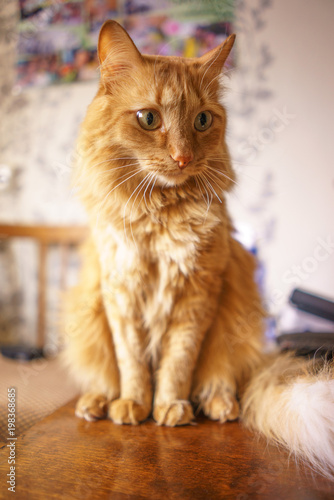 Fototapeta Naklejka Na Ścianę i Meble -  Brown Cat, Red Tabby Male Cat, Ginger Cat