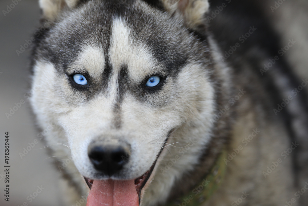 a close-up portrait of a husky dog