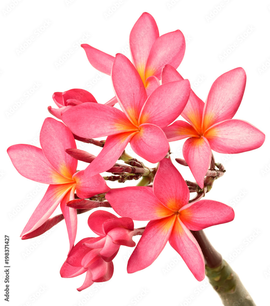 fresh red frangipani flowers isolated on white fresh red frangipani flowers isolated on white