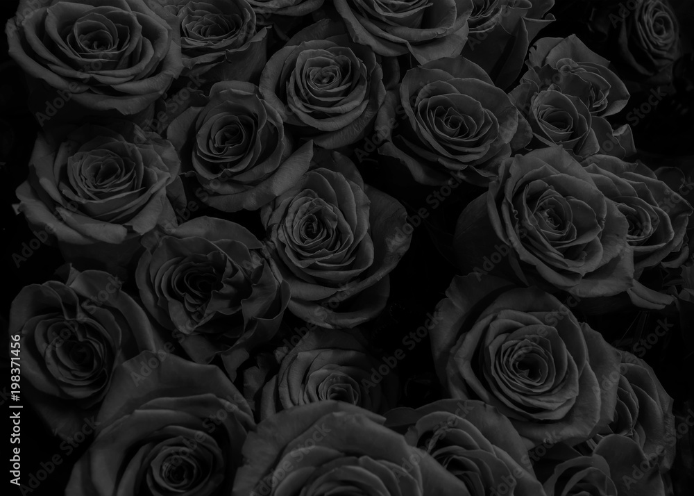 Obraz premium ciemne czarne róże