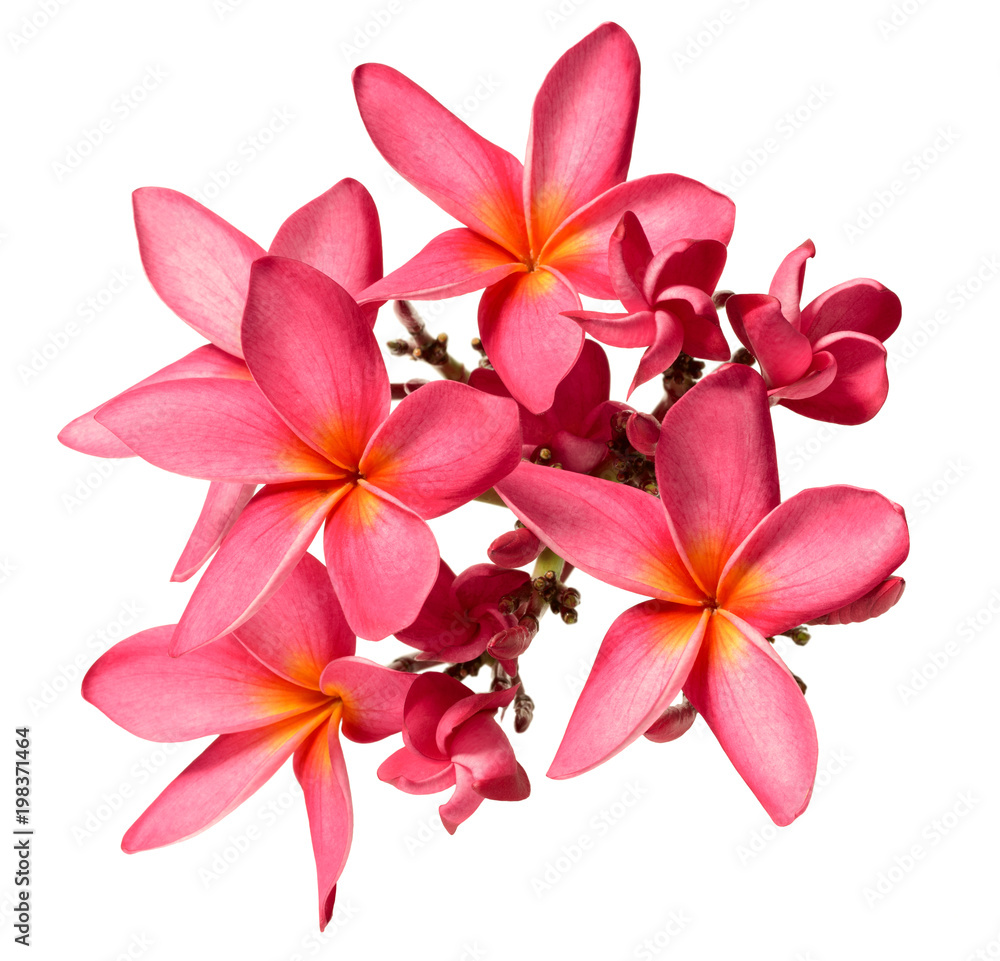 fresh red frangipani flowers isolated on white