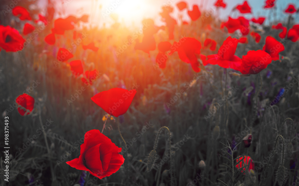 Obraz premium dziki kwiat maku o zachodzie słońca