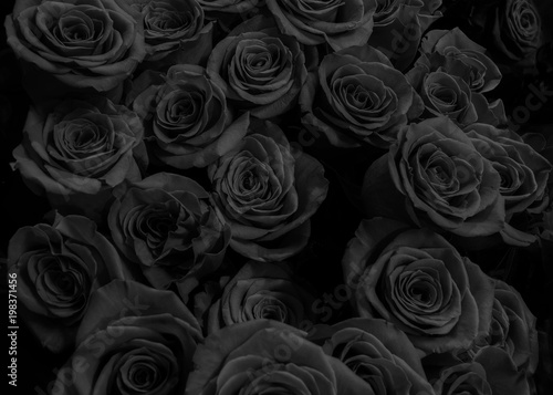 dunkle schwarze Rosen