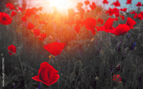 Fototapeta Naklejka Na Ścianę i Meble -  wild poppy flower at sunset