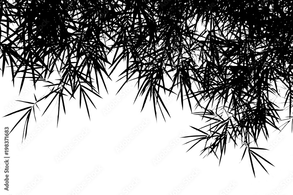 Obraz premium silhouette of bamboo leaves isolated on white background