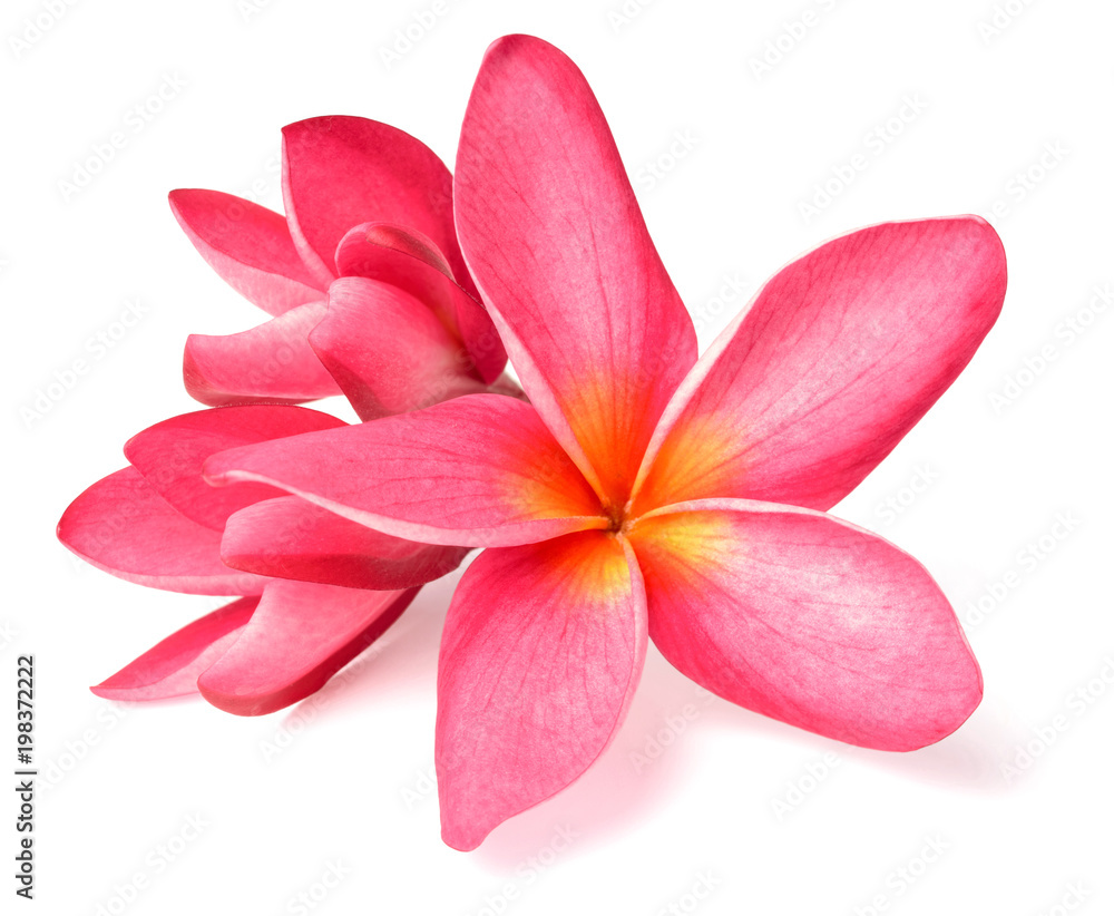 fresh red frangipani flowers isolated on white