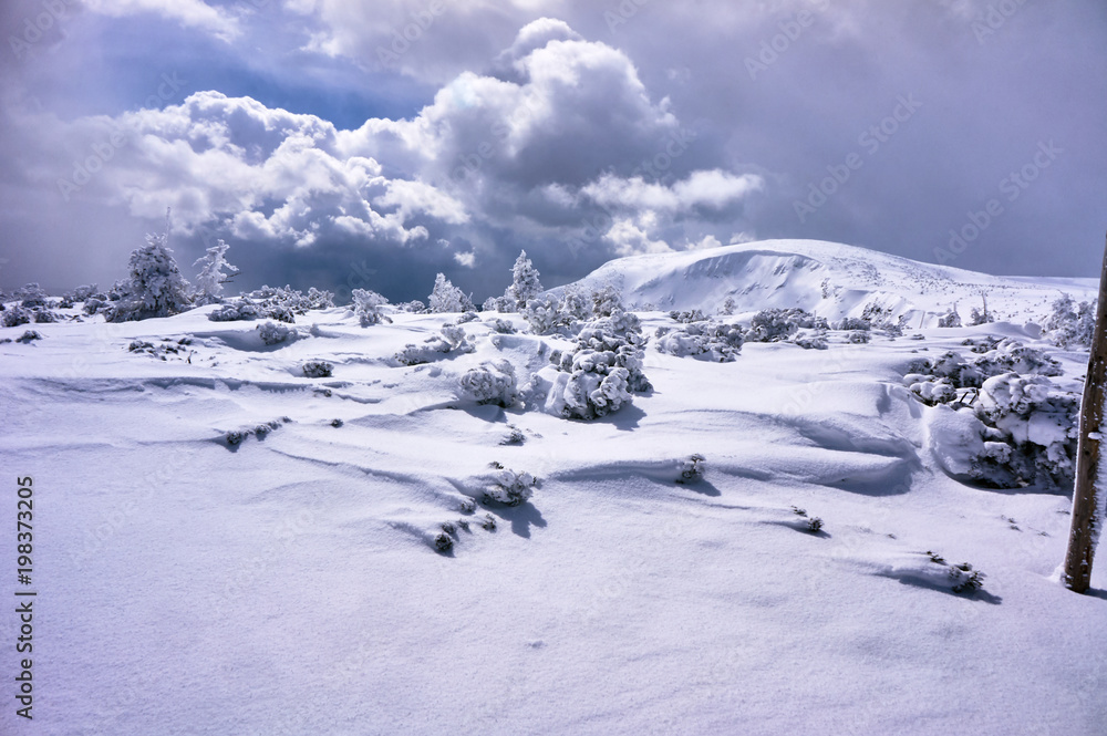 Snow-covered spruce trees during winter in the Giant Mountains in Poland.