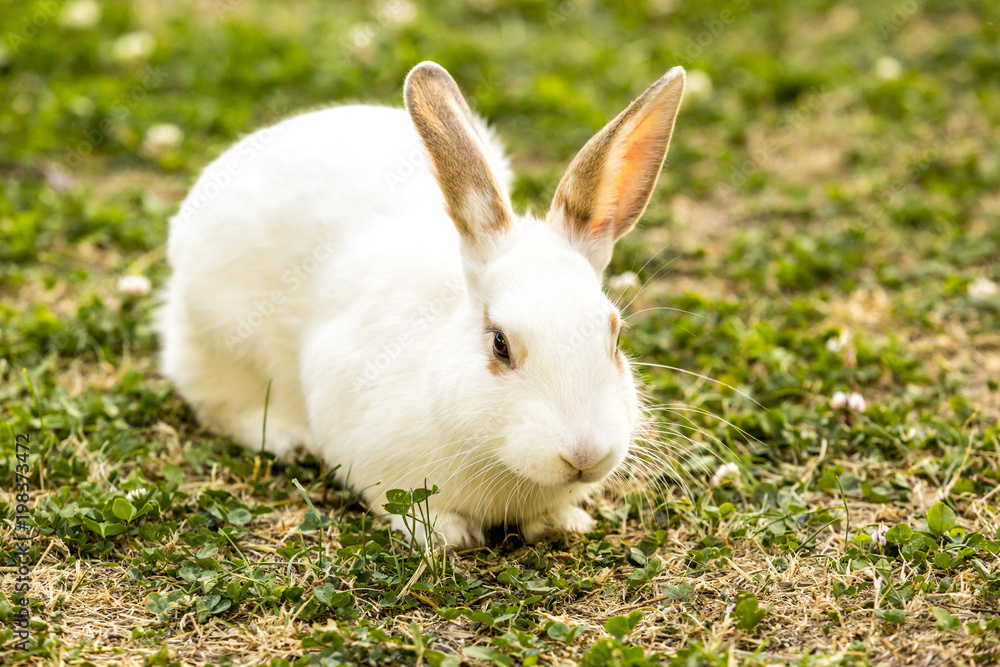Cute little white rabbit (Oryctolagus cuniculus) sitting on the green grass Cute little white rabbit (Oryctolagus cuniculus) sitting on the green grass