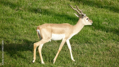 Tableau sur toile Hirschziegenantilope, Gazelle