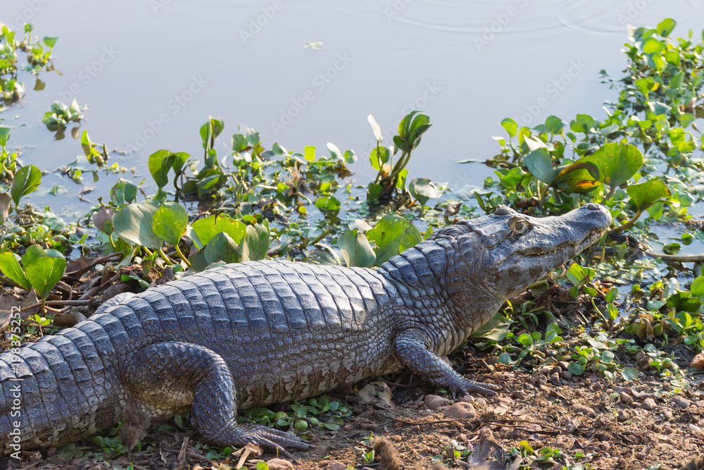 caiman which heats up in the morning sun. caiman which heats up in the morning sun.