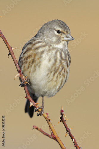 A Linnet, or common Linnet, Linaria cannabina, female, perched on a branch on light brown background