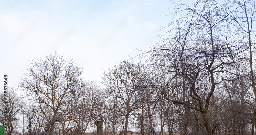 tree branches without leaves and blue sky background tree branches without leaves and blue sky background